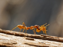 Une amie la fourmis