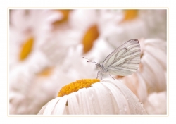 Piéride sur lit de marguerites