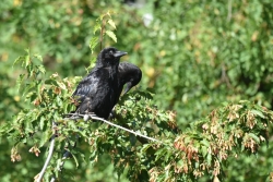 Corneille noire
