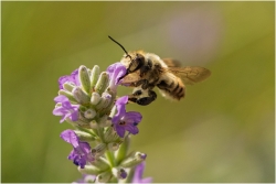 l'abeille au travail