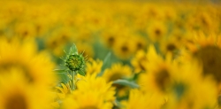 Jeune tournesol