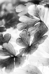 Feuilles