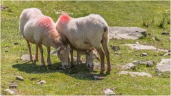 Moutons à 5 pattes