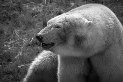 L'ours
