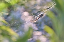 Argiope frelon ou épeire fasciée
