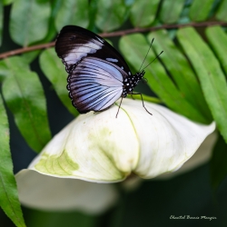 Papillon