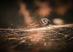 Argiope lobée 2  (mini série)