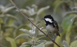 Mésange noire