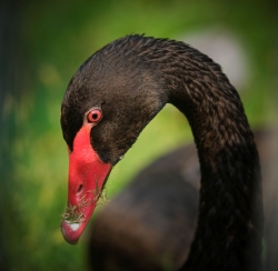 Le cygne noir