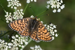 Mélitée du plantain