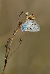 Argus Bleue