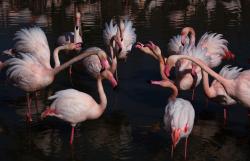 Le bal des Flamands