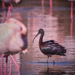 Ibis falcinelle