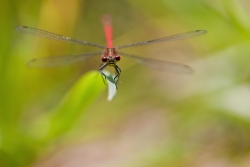 Dragon Wings...
