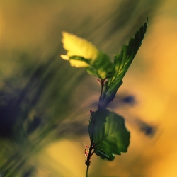 The leaf and light