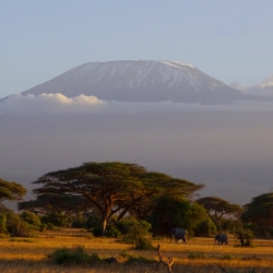 Out of Africa