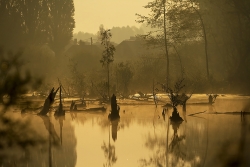 Brume matinale dans les marais.