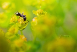 Lemon insecte II ...