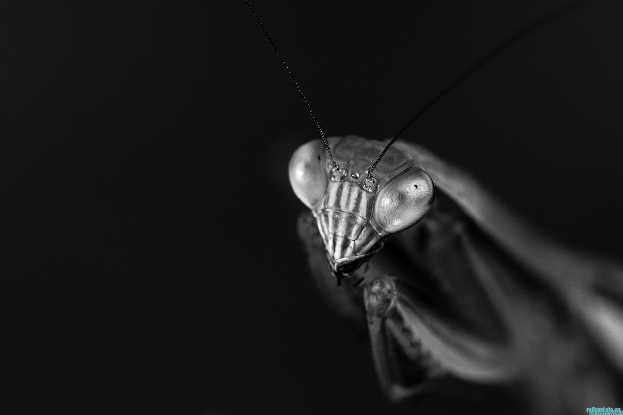 Alien 2