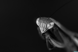 Alien 2