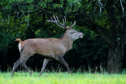fier comme .... un cerf