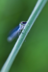 Icy Stare...