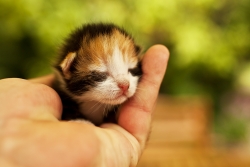 le pitichat..