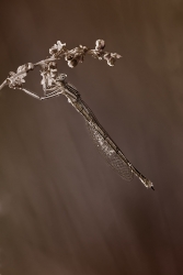 Quaerite declinatio