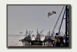retour de pêche... la fête des mouettes