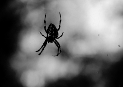 l'araignée
