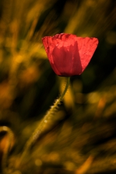 essai couleur.