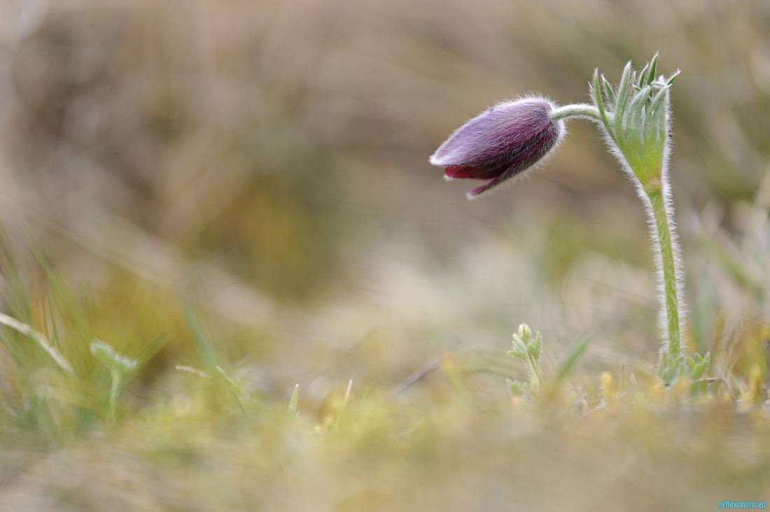 Les fleurs de printemps