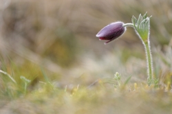 Les fleurs de printemps
