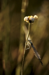 Quand la faune et la flore se réveillent !