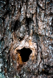 L'homme de la foret