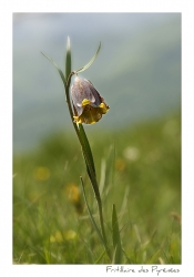 Fritillaire des Pyrénées