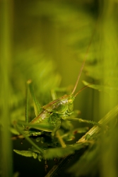 Green Invaders...
