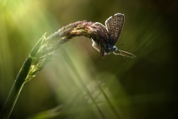 Señor mariposa juega con la luz III
