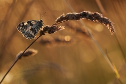 Mariposa en el resplandor de la noche