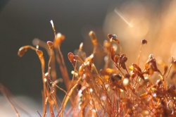 la danse des lutins