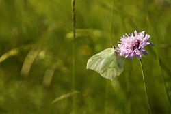 Papillonnage