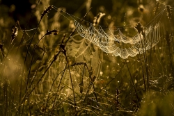 Ambiance sous la toile ...