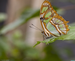 Siproeta Stelenes