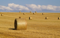 fin de moisson
