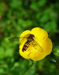 Et puis ... syrphus