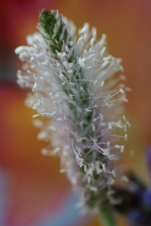 plantain