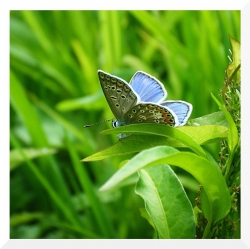 Green and blue ...