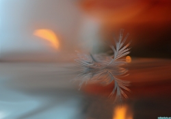 Le feu sous la glace