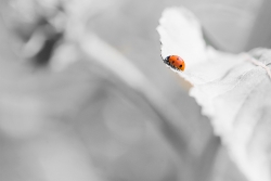 Rêver d'un envol libre