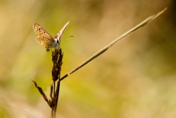 Le Fer de Lance...